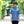 画像をギャラリービューアに表示