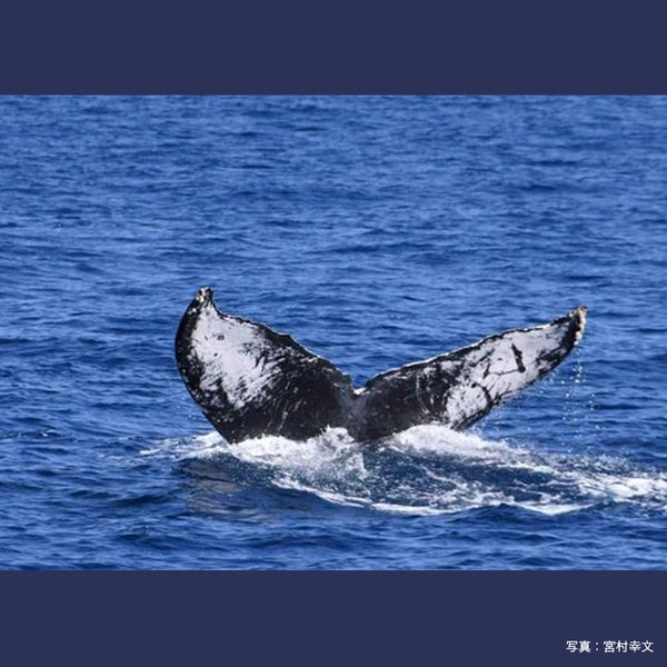 オーガニックコットン ジップアップパーカー  R-8