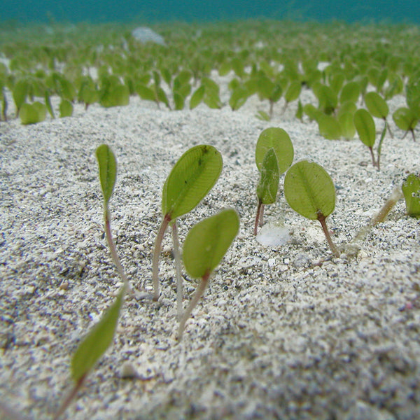 オーガニックコットンTシャツ umihirumo