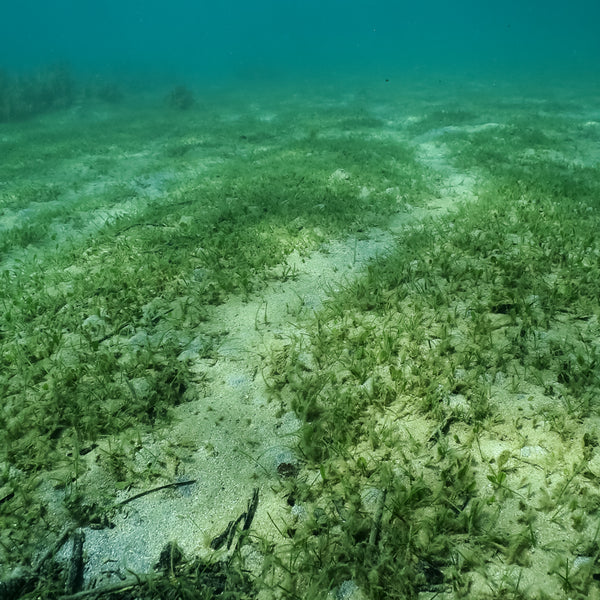 オーガニックコットンTシャツ umihirumo