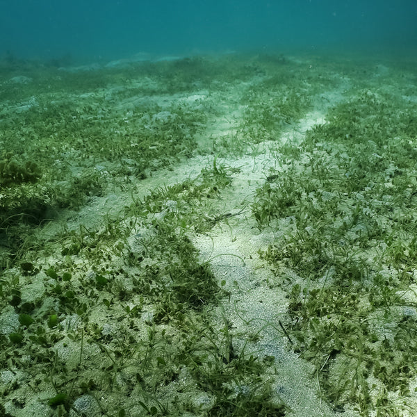 オーガニックコットンTシャツ umihirumo