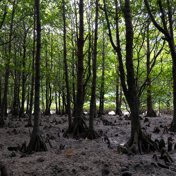 オーガニックコットンTシャツ　Black mangrove