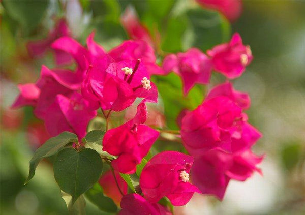 Bougainvillea长在