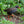 Load image into Gallery viewer, Okinawa rail
