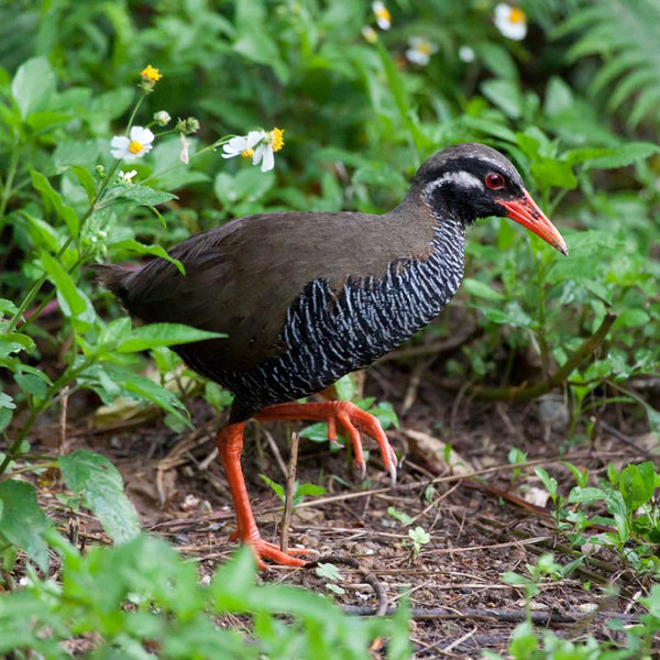 Okinawa rail