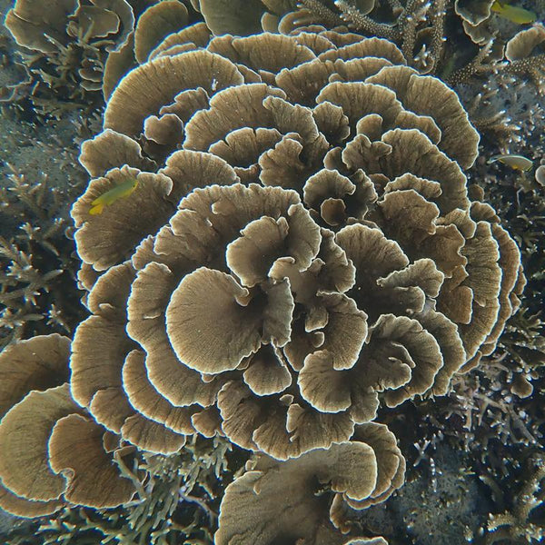 リサイクルポリエステル100% ショートパンツ 琉球菊花珊瑚