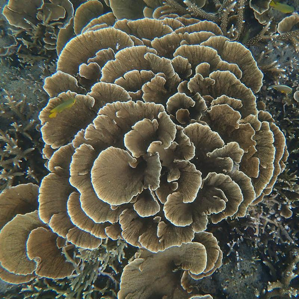 Ryukyu chrysanthemum coral