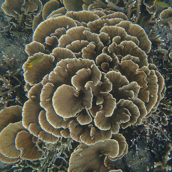 Tenugui Ryukyu Chrysanthemum Coral