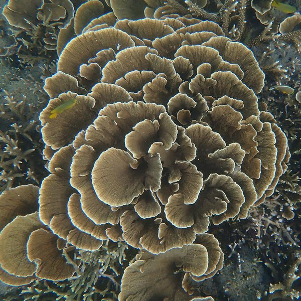 オリジナル生地のファブリックパネル 琉球菊花珊瑚